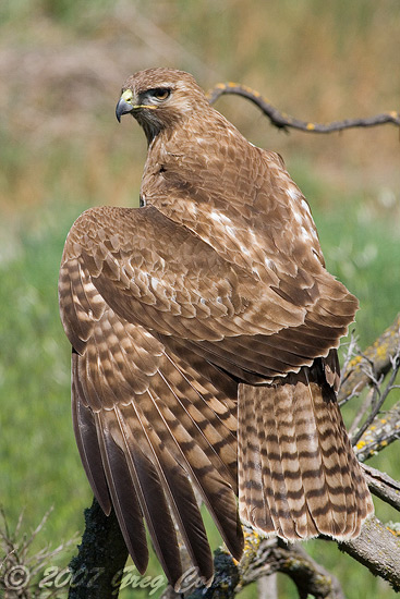 Red Tailed hawk stretching its wing