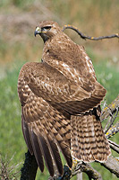 Red Tailed hawk stretching its wing