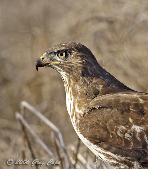Profile of an immature Red Tailed Hawk