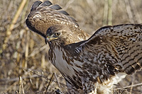Red Tailed Hawk in the tall grass with its wings spread