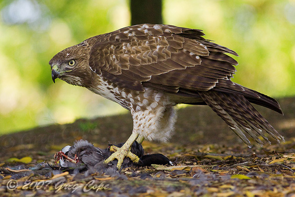 Red Tailed Hawk standing over an American Coot held in its Talons