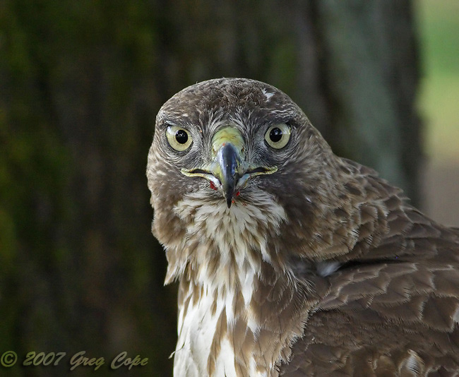 Close up image of the head of a Redtail Hawk as it is looking into the camera.