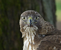 Close up image of the head of a Redtail Hawk as it is looking into the camera.