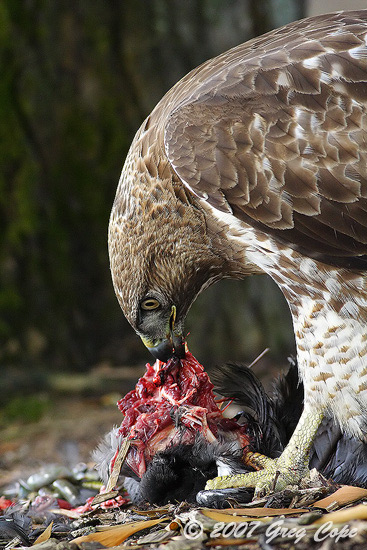 Redtail Hawk pulling apart prey with blood and feathers