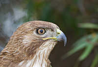 Portrait of the profile of a Red Tailed Hawk