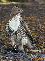 Red Tailed Hawk ruffling its feathers while holding prey