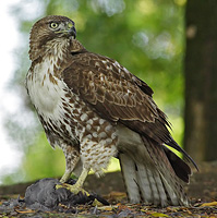 Red Tailed Hawk standing on the ground over prey