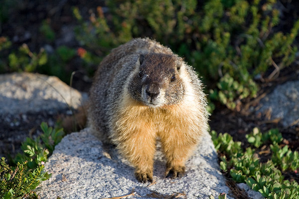 A Marmot begging for food