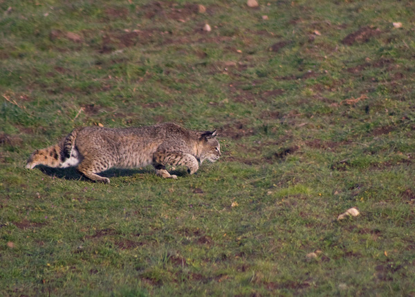A bobcat stalking its prey at Russian Ridge Open Space Preserve