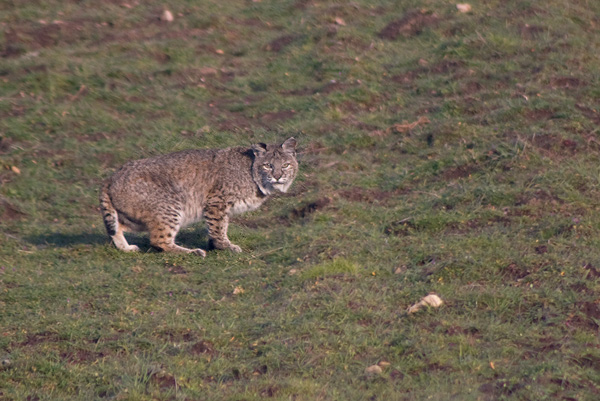 Bobcat in a meadow at Russian Ridge Open Space Preserve.