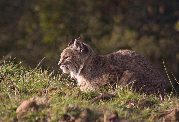 Bobcat in a meadow at Russian Ridge Open Space Preserve.