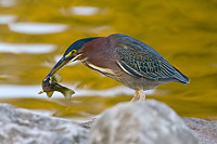 A Green Heron with its beak spearing a large fish and a pleasant fall color background