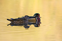 Two Wood Ducks in water reflecting a golden color.