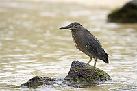 Lava Heron