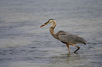Great Blue Heron with fish