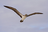 In Flight Blue Footed Boobie bird