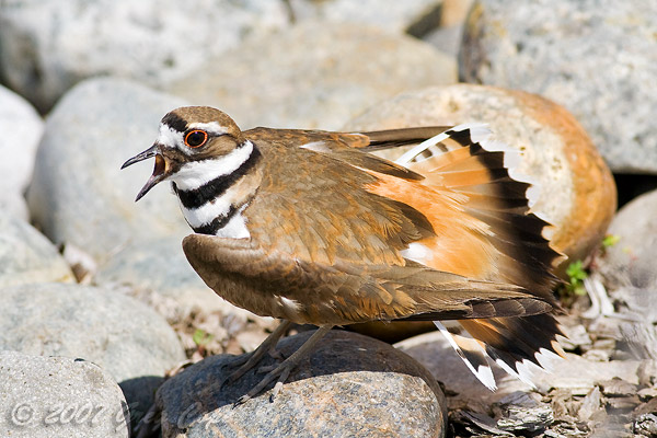 Killdeer bird faking a broken wing and screaching in defense of its nest