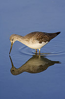 Greater Yellowlegs and its reflection as its beak just touches the water