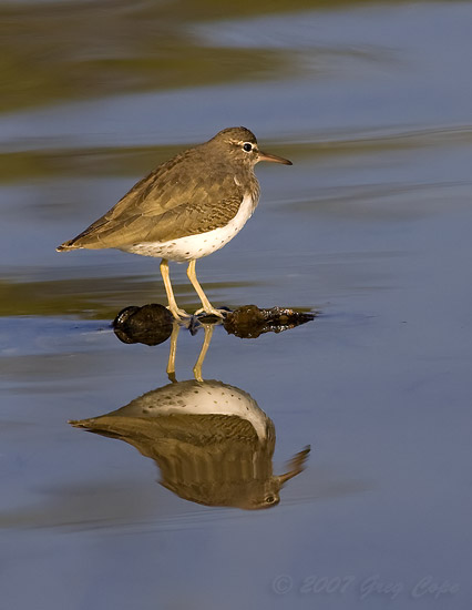 Spotted Sandpiper bird and its reflection