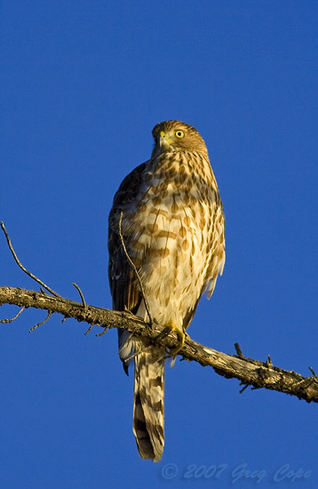 Coopers Hawk hunting from high in a tree at sunrise