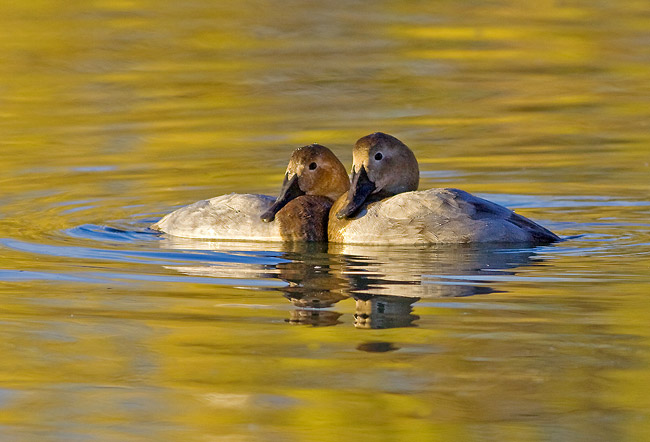 Two Female CanvasBack ducks with chests pressed together in water that reflection fall colors