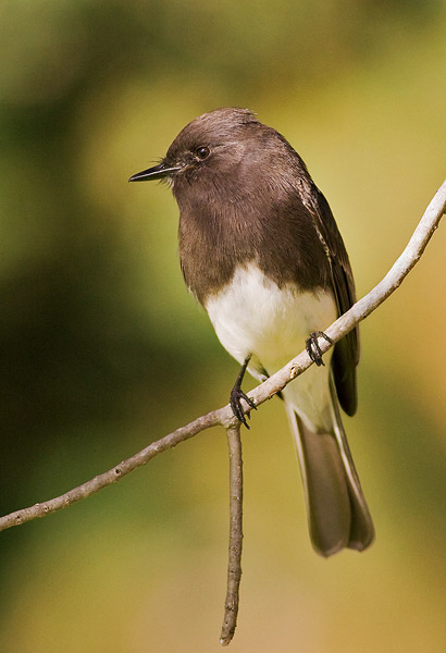 Black Phoebe standing on a branch with a green background