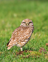 Burrowing Owl