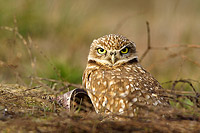 Burrowing owl