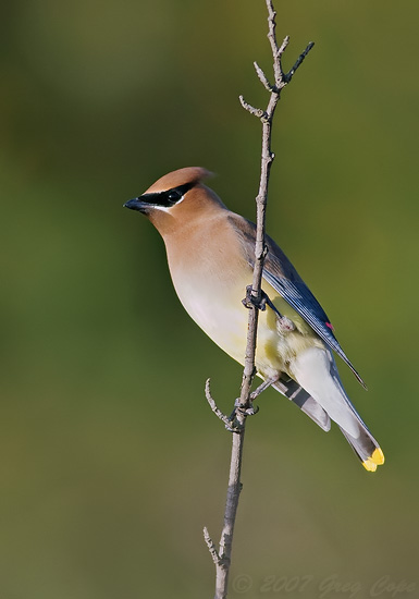 Cedar Waxwing perched on a branch at Shoreline Park in Mountain View California