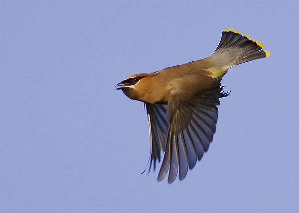 Cedar Waxwing bird in mid-flight with wings down and tail out against a blue sky
