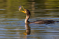 Cormorant eating a fish