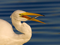 Great Egret
