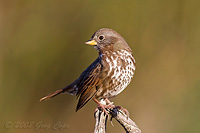 Fox Sparrow