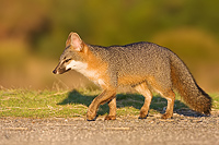 Gray Fox