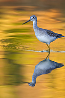 Greater Yellowlegs