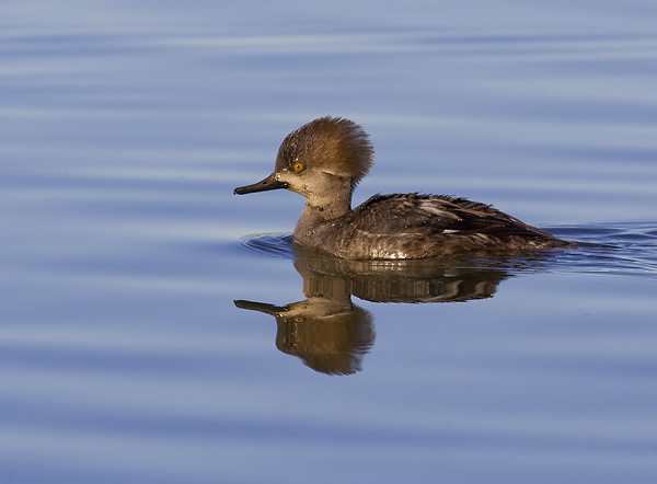 Reflection of a female hooded merganser reflected in Shoreline Lake in Mountain view 