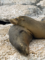 Two Sea Lions asleep with one resting its head on the other