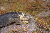 Land Iguana resting on a lava rock with ice plant