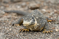 Low perspective near ground of a Land Iguana on South Plazas Island