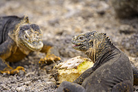 Land iguanas eating and fighting over cactus