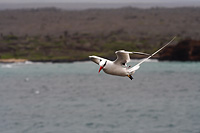 Tropicbird in flight above the ocean
