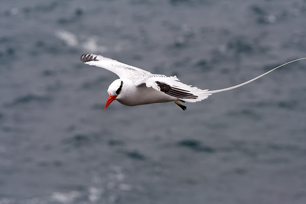 Red Billed and white bodied bird in flight over the ocean