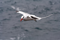 Close up of a Red billed tropicbird with a white body flying above the ocean