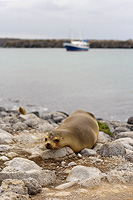 Sea Lion on a beach with the Samba boat in the background