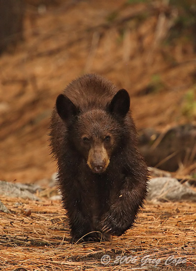Black Bear approaching the photographer on a trail