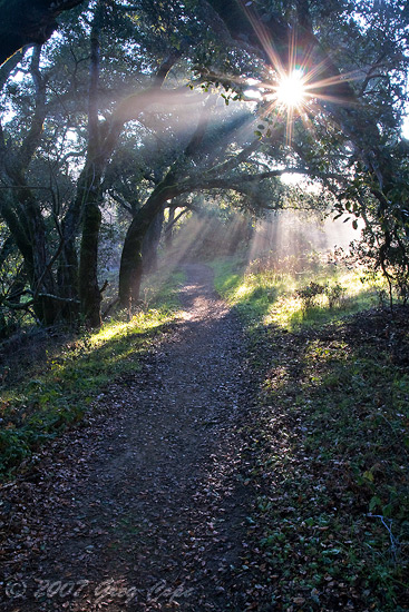 Gorgeous sunbeams glowing down upon the trail in Windy Hill Open Space Preserve