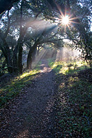 photograph of sunbeams glowing down upon a trail at Windy Hill Open Space Preserve in Palo Alto California