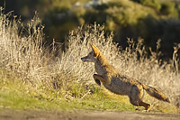 nature photography of a coyote jumping into the buses next to a trail