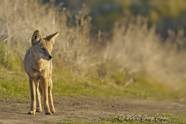Coyote looking off into the distance in the foothills of Palo Alto, California