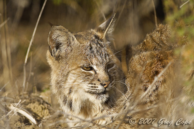 Bobcat in the morning light at Windy Hill Open Space Preserve.
